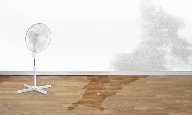 Best 24-hour water damage restoration  in Belleair, FL