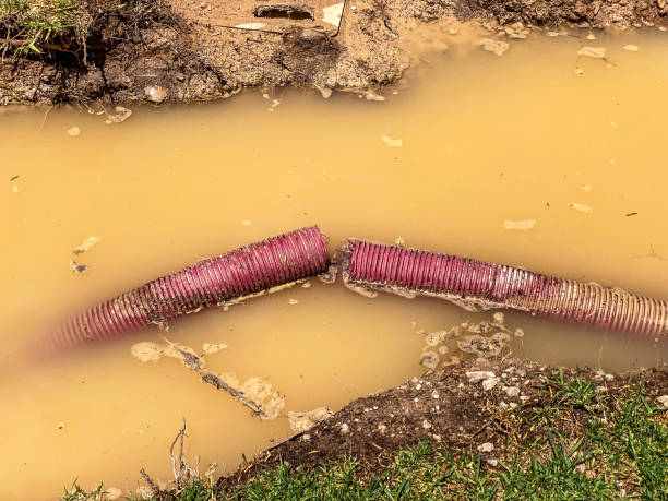 Best Mold removal after water damage  in Belleair, FL